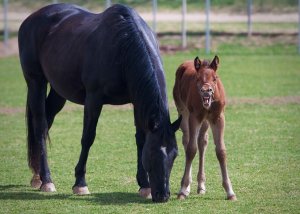 Intuitive Sessions for Equestrians-Phone 